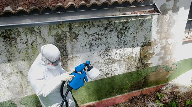 Top rated local Mold Removal specialists in Winterville, GA